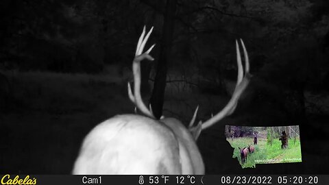 Elk "Big Daddy" Bull Elk
