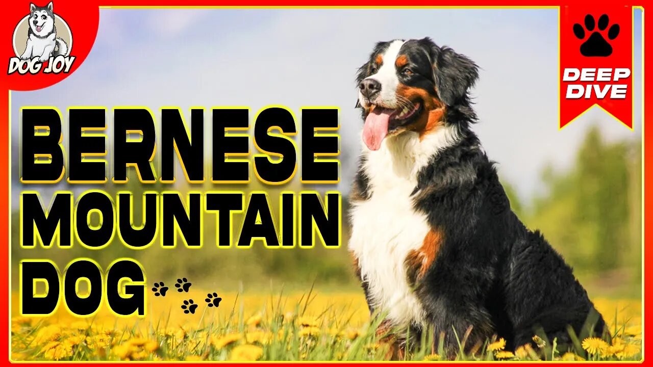 Bernese Mountain Dog - Everything You Need To Know!