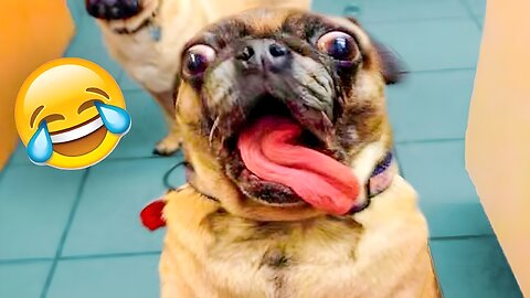 Troll prank dog funny / fake lion prank...