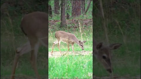 Deer on the Battlefield