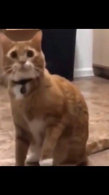 Cat playing with Water fogging