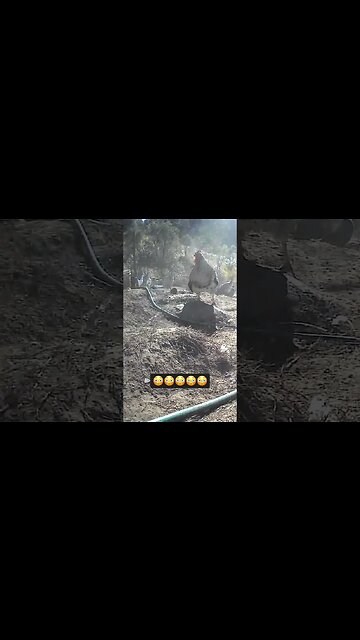 Top rooster scares younger rooster! 😳😳