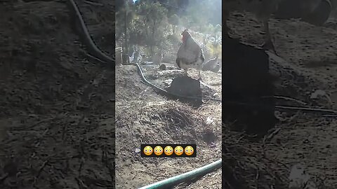 Top rooster scares younger rooster! 😳😳
