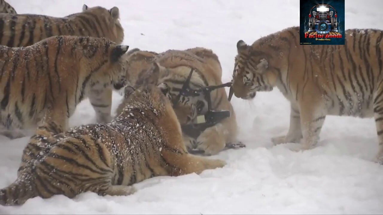 Amur tigers caught a drone