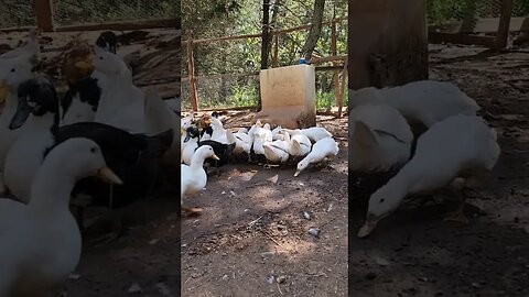 Love the sound of ducks. #animals #ducks #birds #cute #farm #shorts