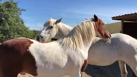 Caballo y yegua rescatados dándose amor