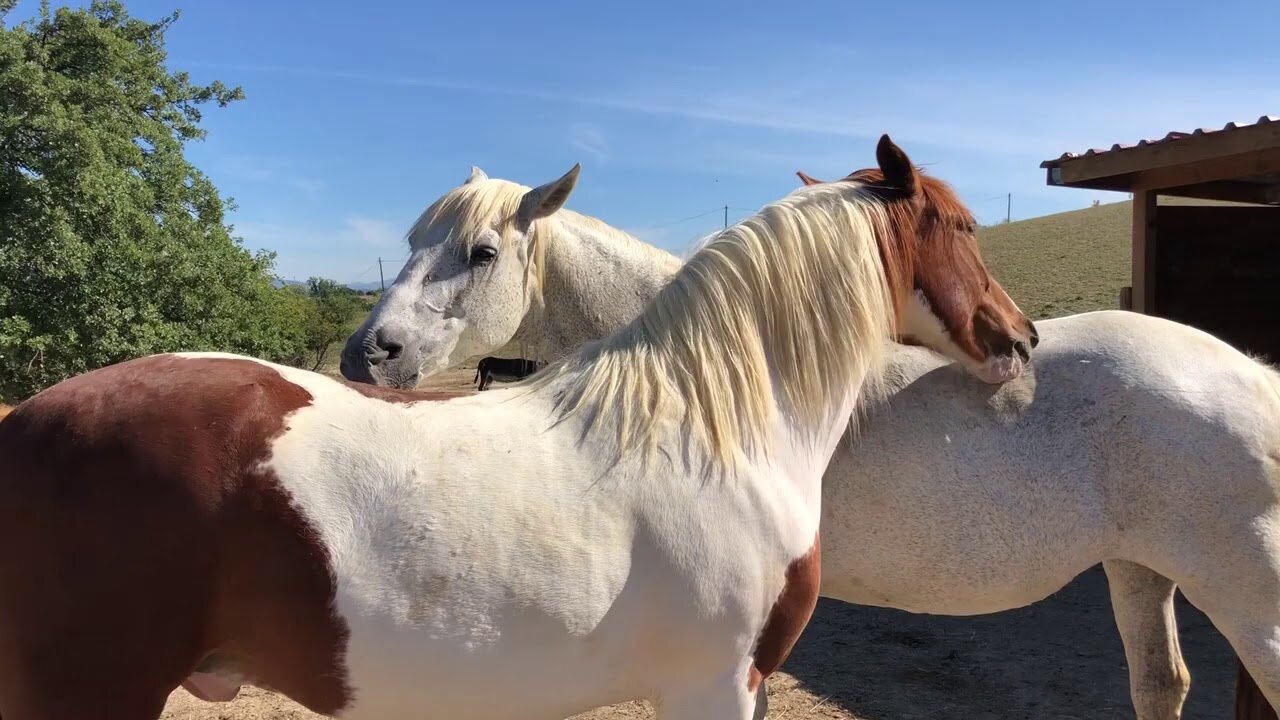 Caballo y yegua rescatados dándose amor