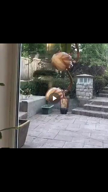 Moments when the "Queen of the Night" flower blooms one night a year.