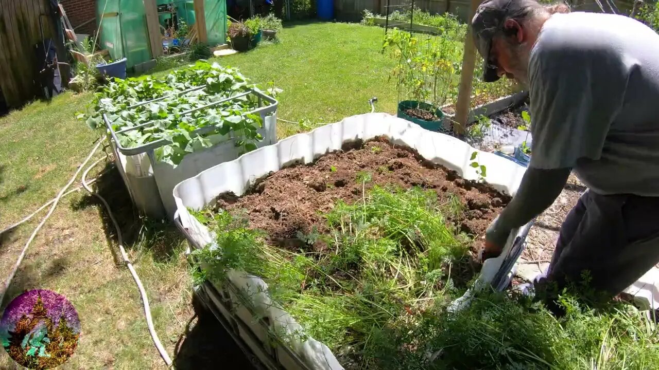 Carrot Harvest 2023