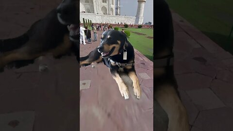 Doggy Dance…