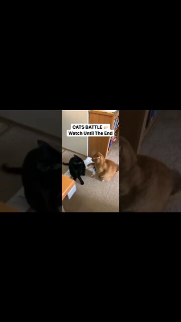 CATS BATTLE 🤛🏻