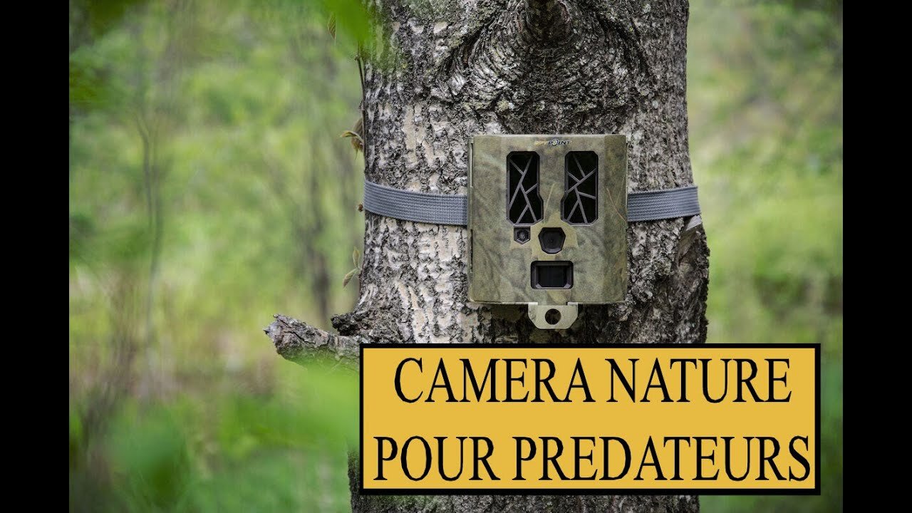 Test de prédateurs avec caméra nature, caméra de chasse, piège photographique