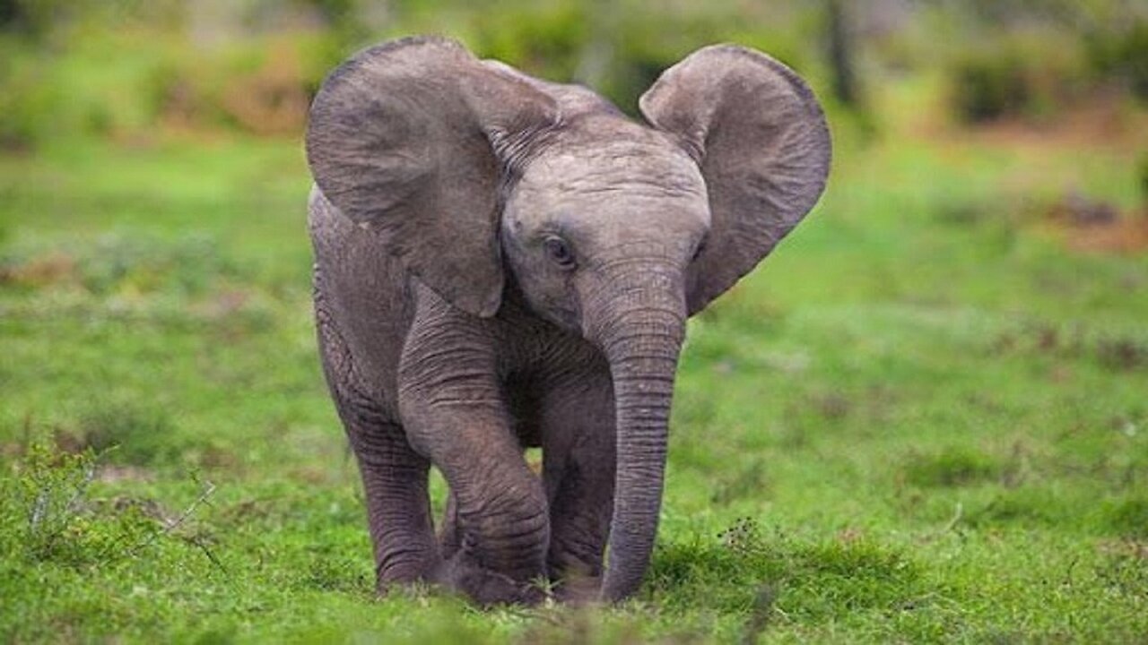 Beautiful elephant animals