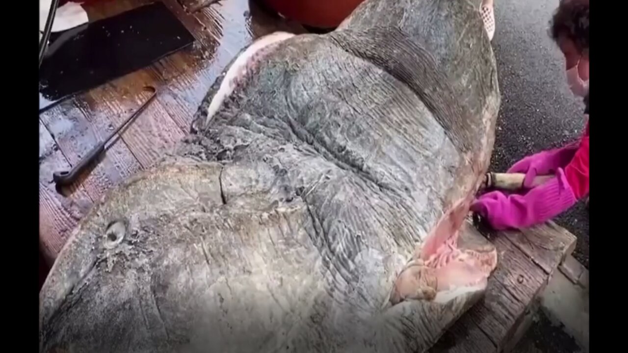 Tasty Jelly inside a gigantic monster fish?