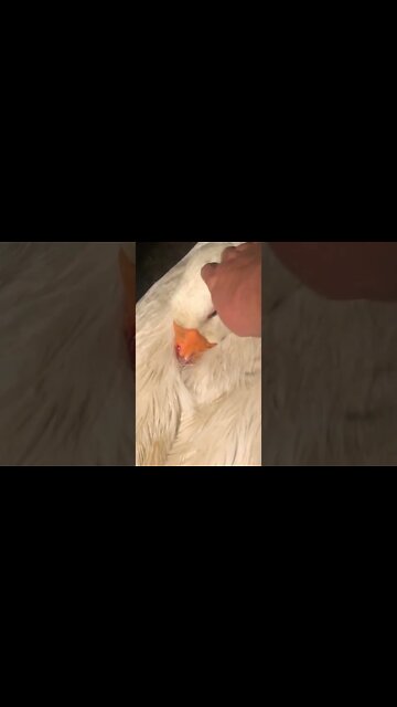 Petting Edwin the gander. He had a sore beak and is sooky for cuddles