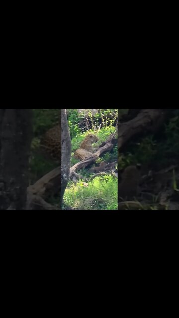 Leopard Cub Annoys Her Mother #shorts | #ShortsAfrica
