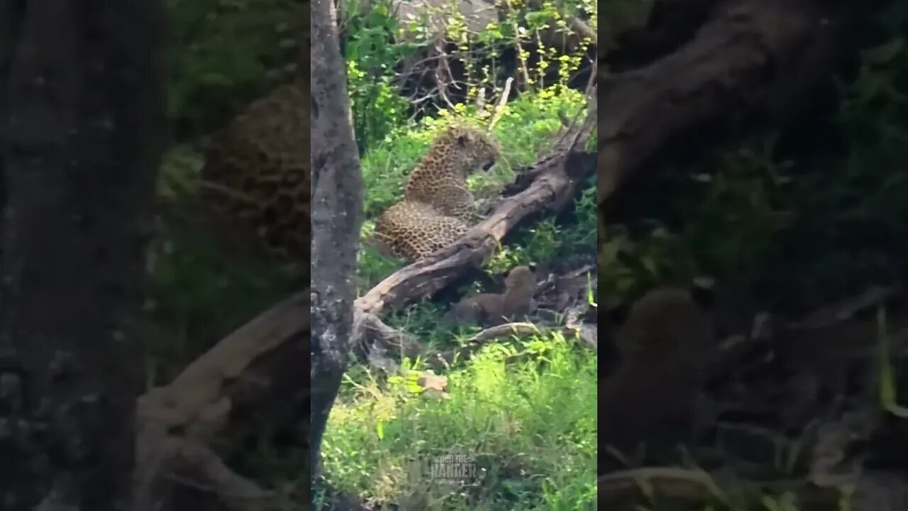 Leopard Cub Annoys Her Mother #shorts | #ShortsAfrica