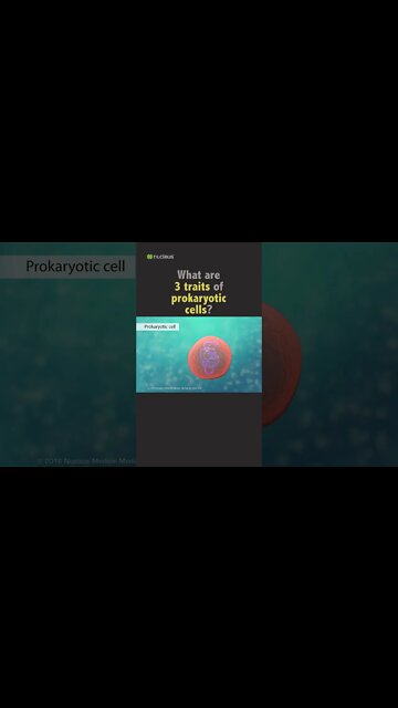 Biology Quiz: 3 traits of prokaryotic cells?