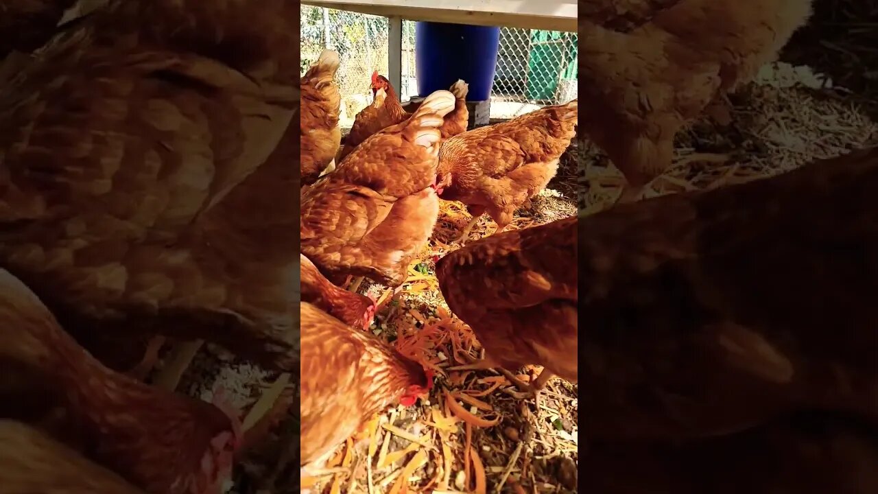 Chick Ns