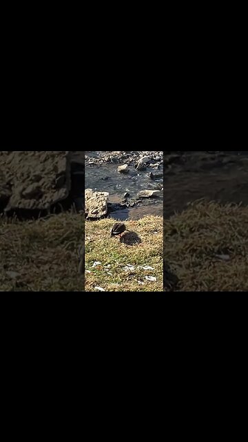 부천 베르네하천 새