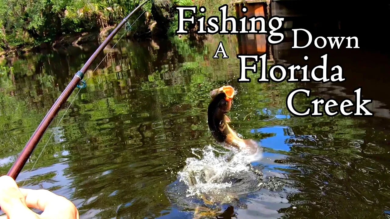 Dark Water Creek Fishing: Seminole Forest