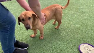 This 10-year-old basset hound mix needs a good home