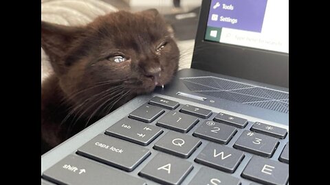 Cat Eating My Laptop 😔