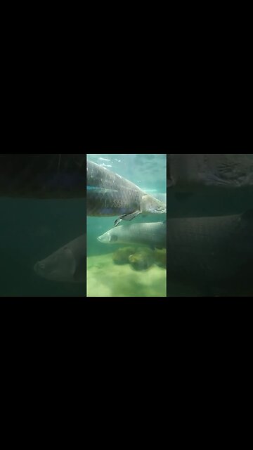 Dive into the mesmerizing world of our underwater paradise!