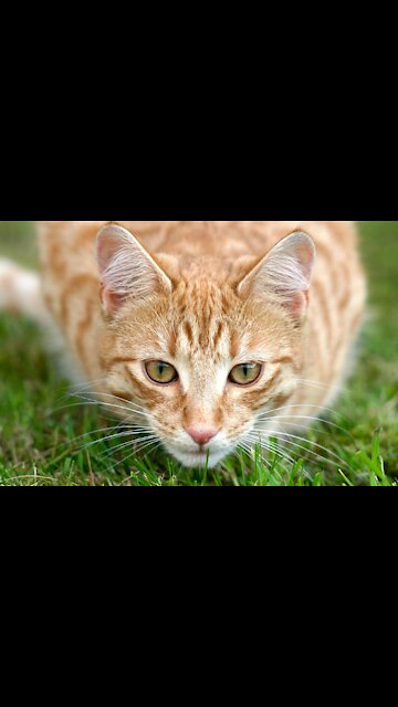 Angry Cat Why Your Owner Has Disturbed You - Tiktok Cats (Funny Animals #302)