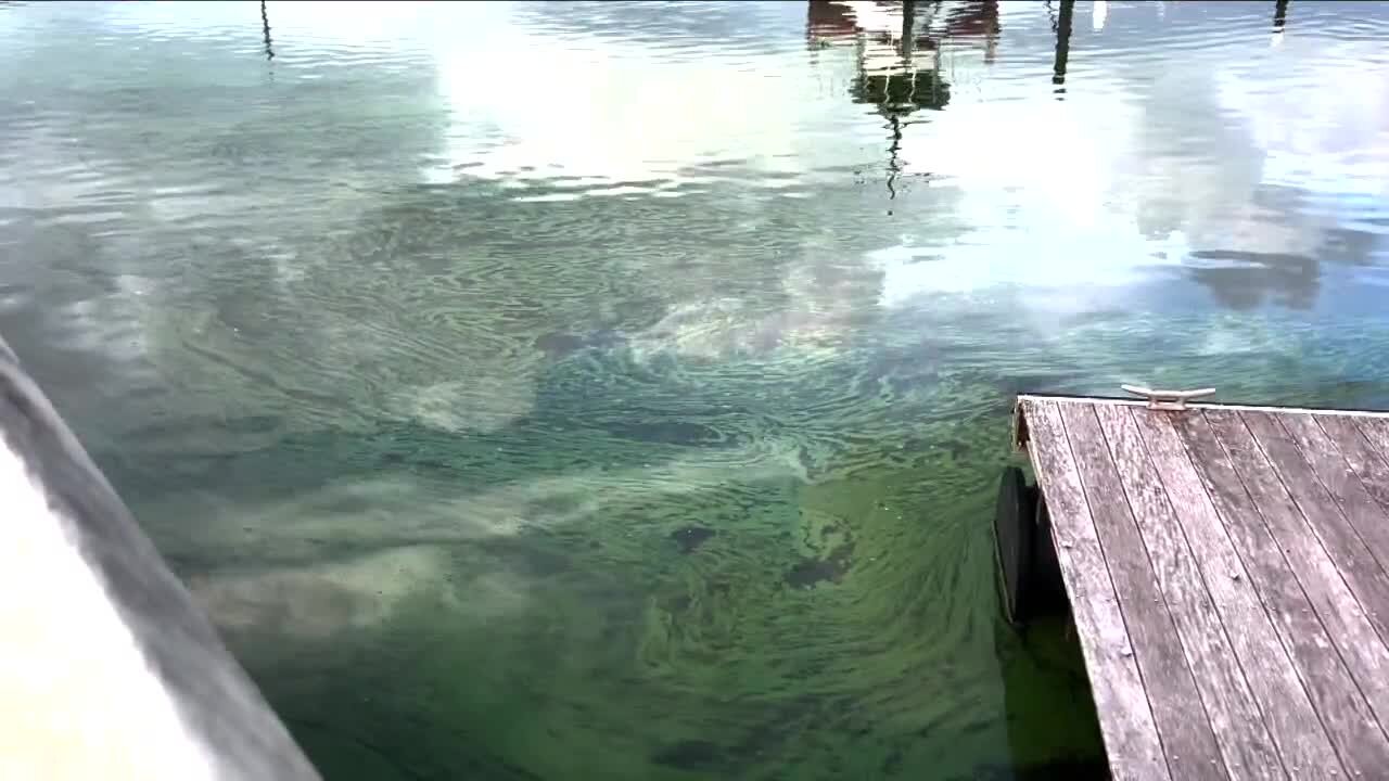 Toxic blue-green algae in Lake Okeechobee draws concern