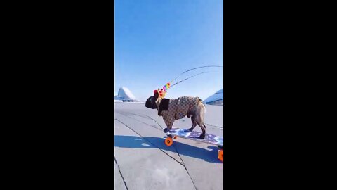 Skatedog 03