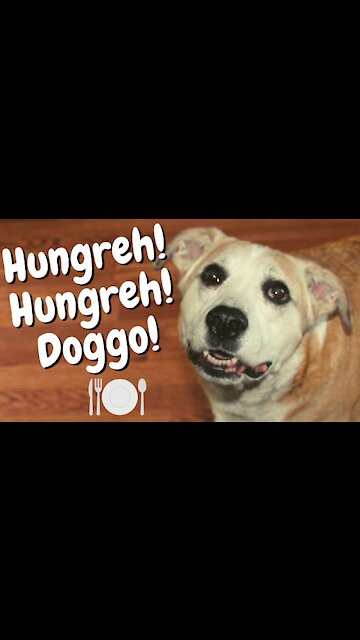 Hangry Dog Barking Loudly For More Food