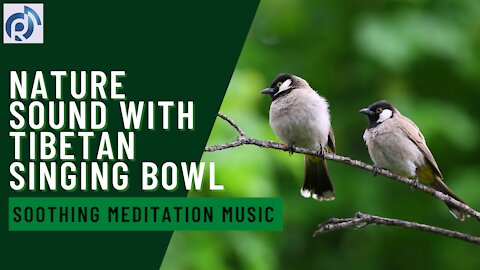 Soothing Meditation Music | Birds in the Rain | Nature Sound with Tibetan Singing Bowl - Relax Music