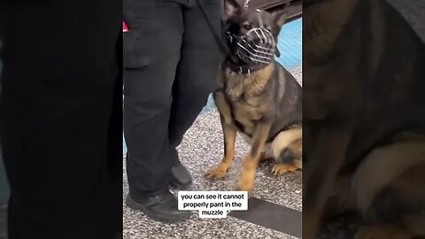 Dogs, Dogslover, Dogproducts, Dogsowners, 76