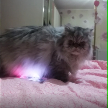 Whatcha lookin' at human?!