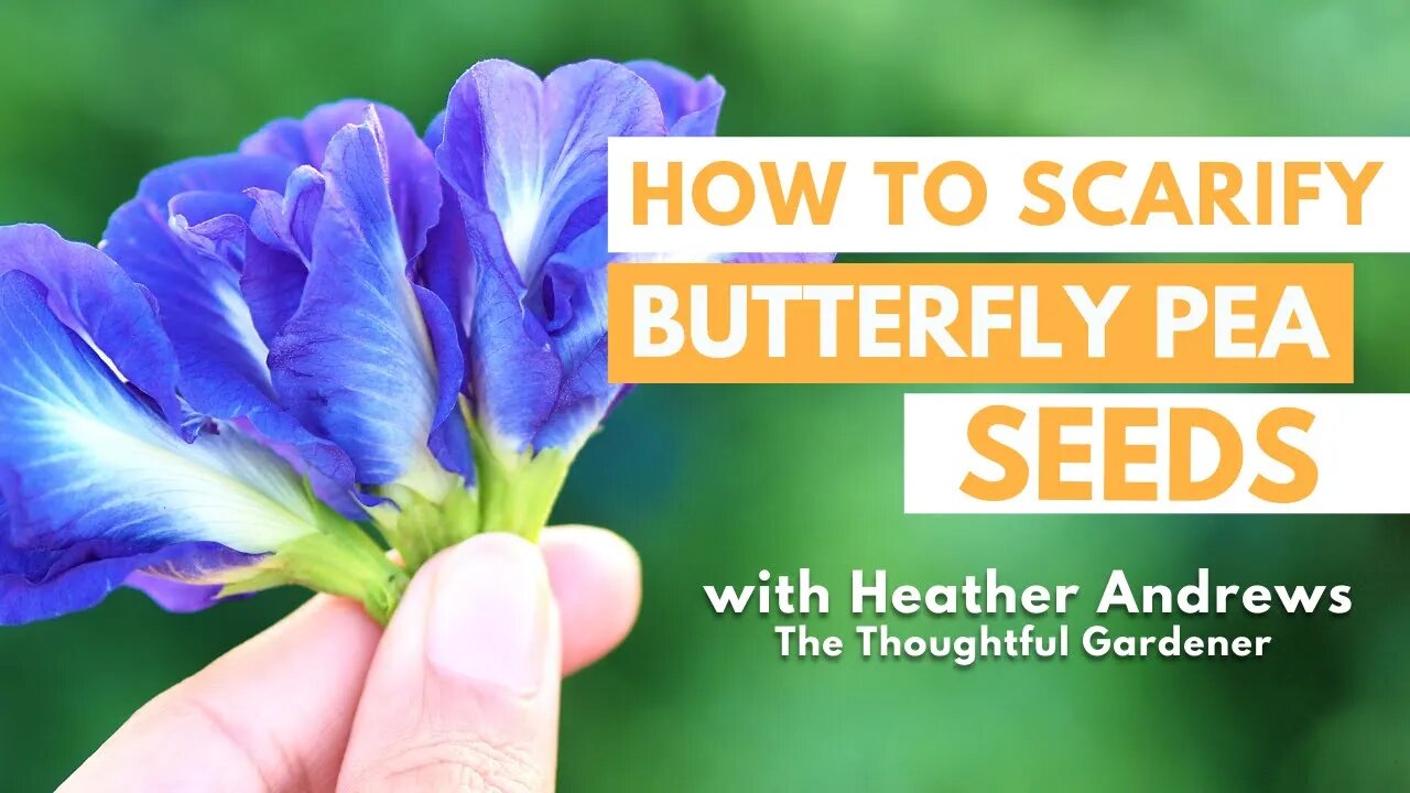 How to Scarify Your Butterfly Pea Seeds with Heather Andrews