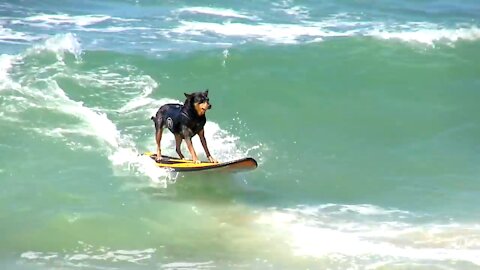 Surfing Dogs