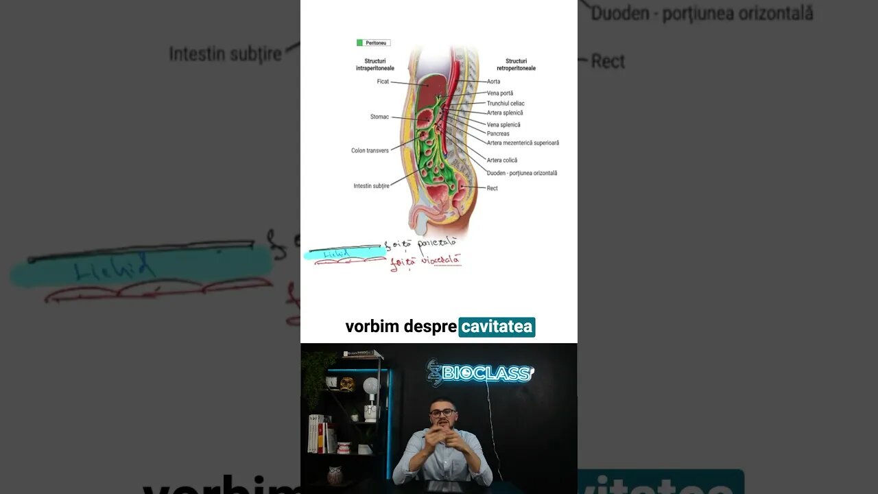 Peritoneul