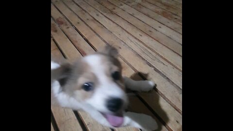 Cute puppy barking at the mirror