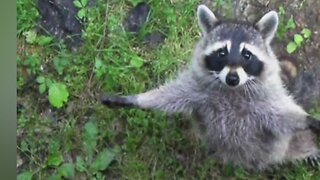 Bears Vs. Raccoons