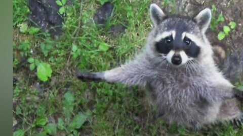 Bears Vs. Raccoons