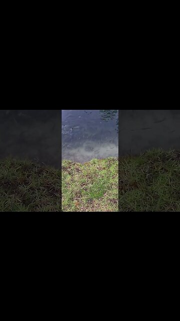 Hungry Fish Alert #shorts