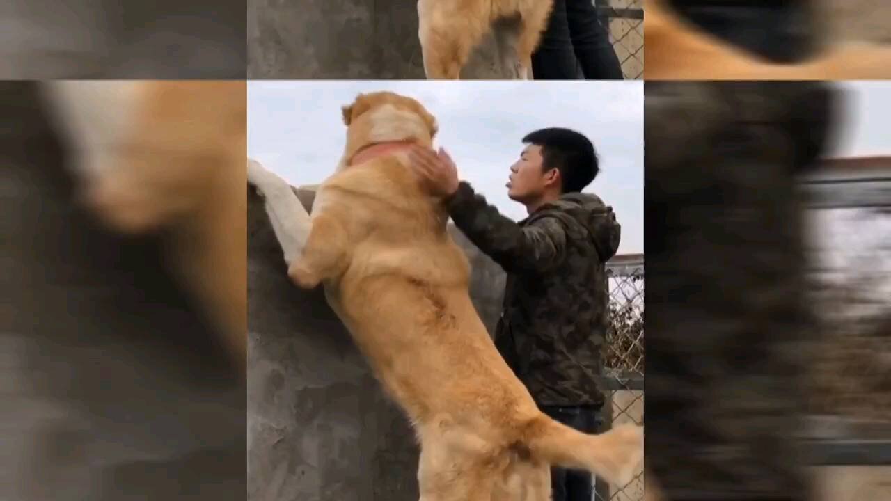 Check out these 10 large breed Dogs