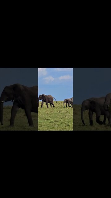 Elephants On The Move! #Wildlife | #ShortsAfrica