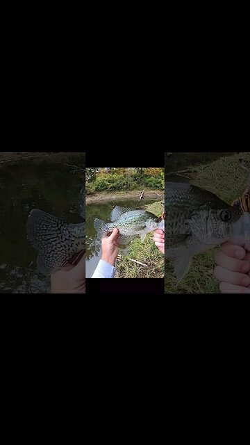 HUGE crappie on Cast Cray grub!