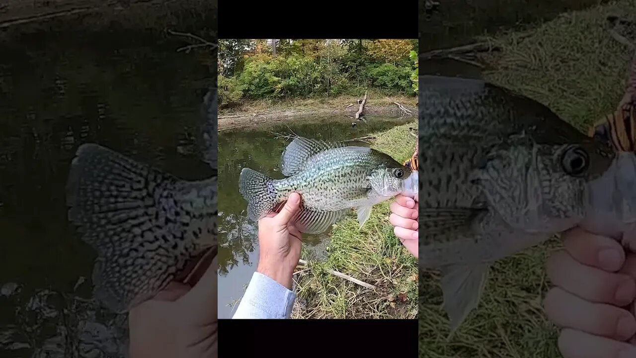 HUGE crappie on Cast Cray grub!