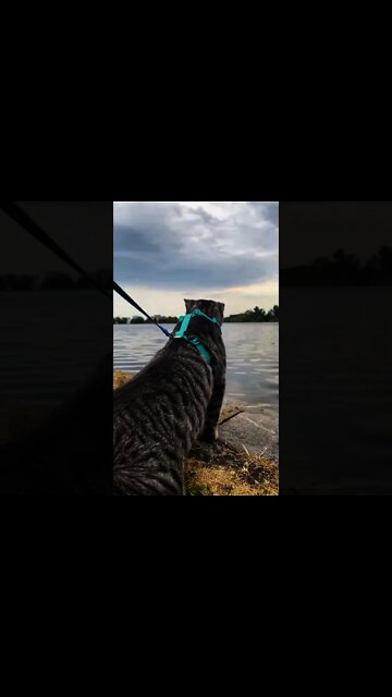 Cute and Funny Cat Videos to Keep You Smiling 🥰😍🤩 #shorts