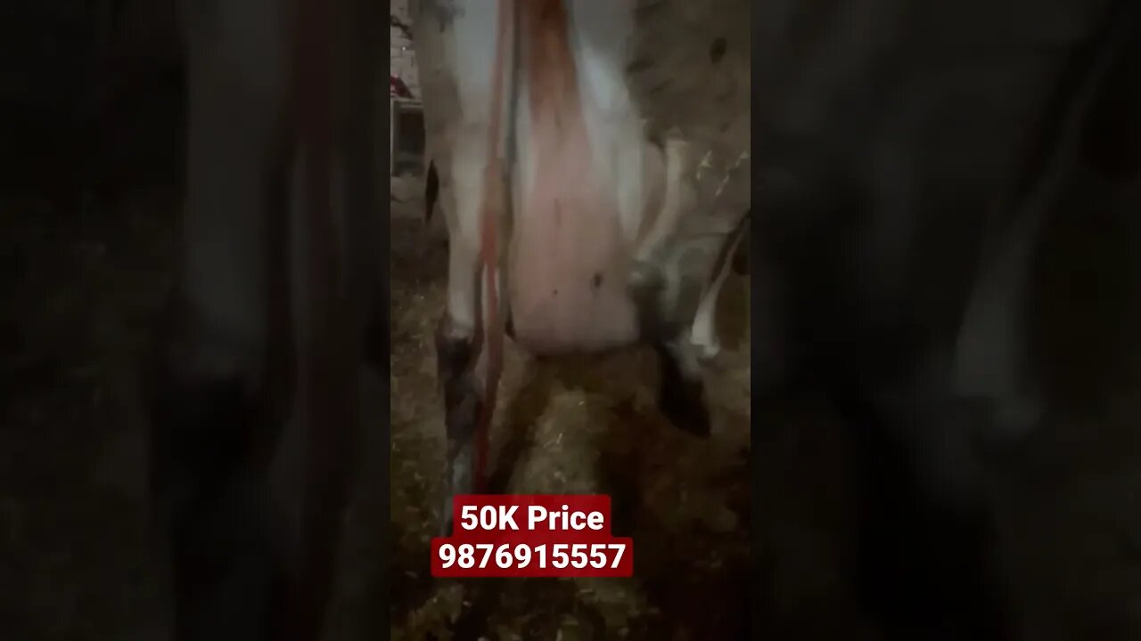 cow for sale 50K #shorts #viral_video_shorts #explore