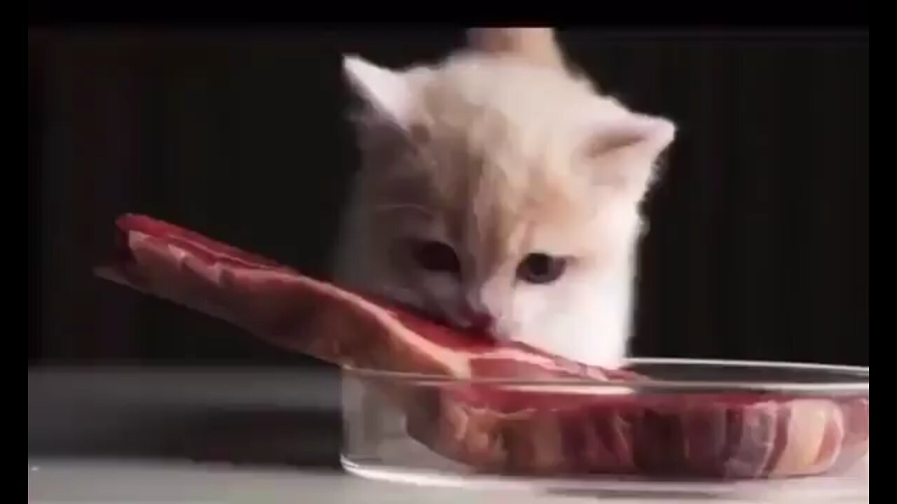 Hungry Cat