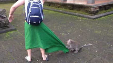 Super protective mama monkey bites tourist!